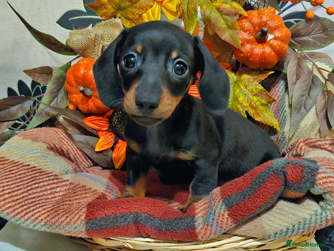Miniature Dachshund dogs for sale: Beautiful Black & Tan Mini Dachshunds PRA clear - Image 15