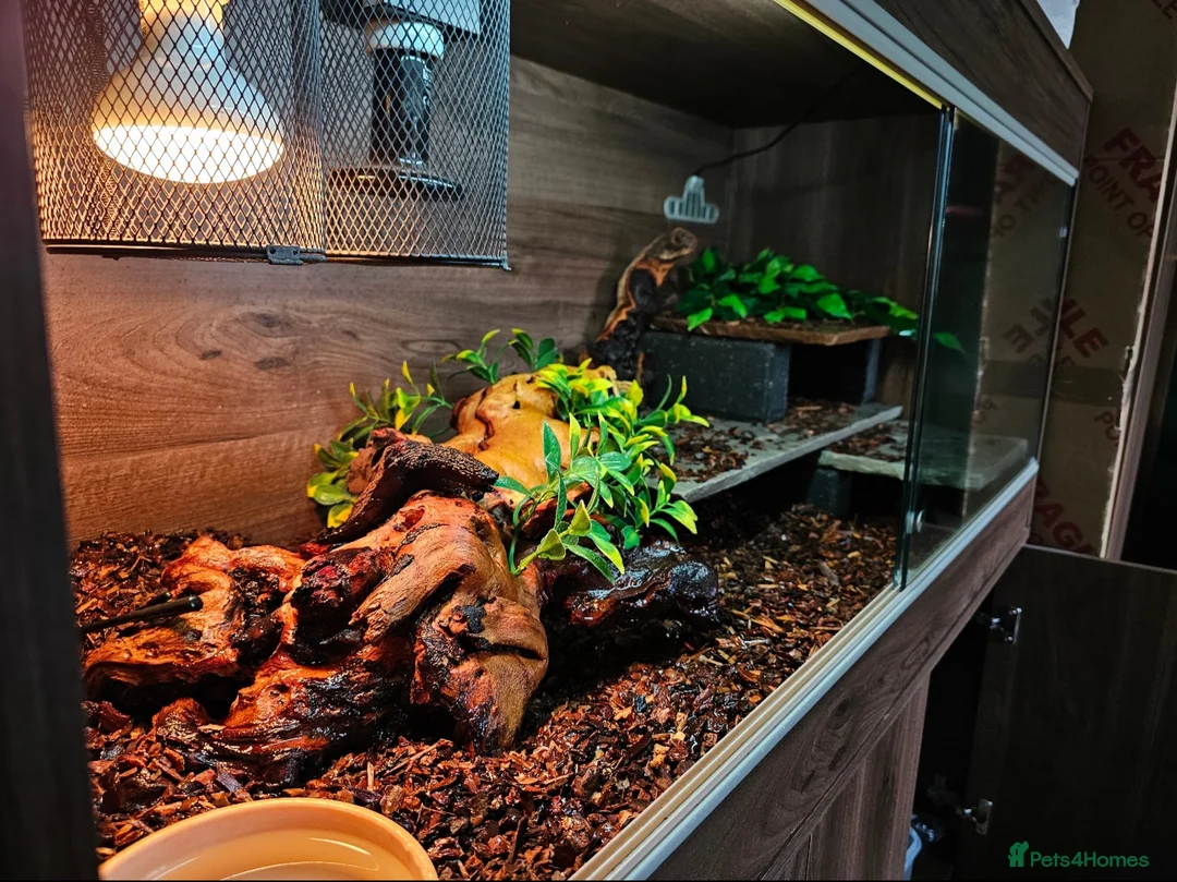 Skink reptiles for sale: Blue Tongued Skink-Male enclosure and cabnet setup - Advert 20