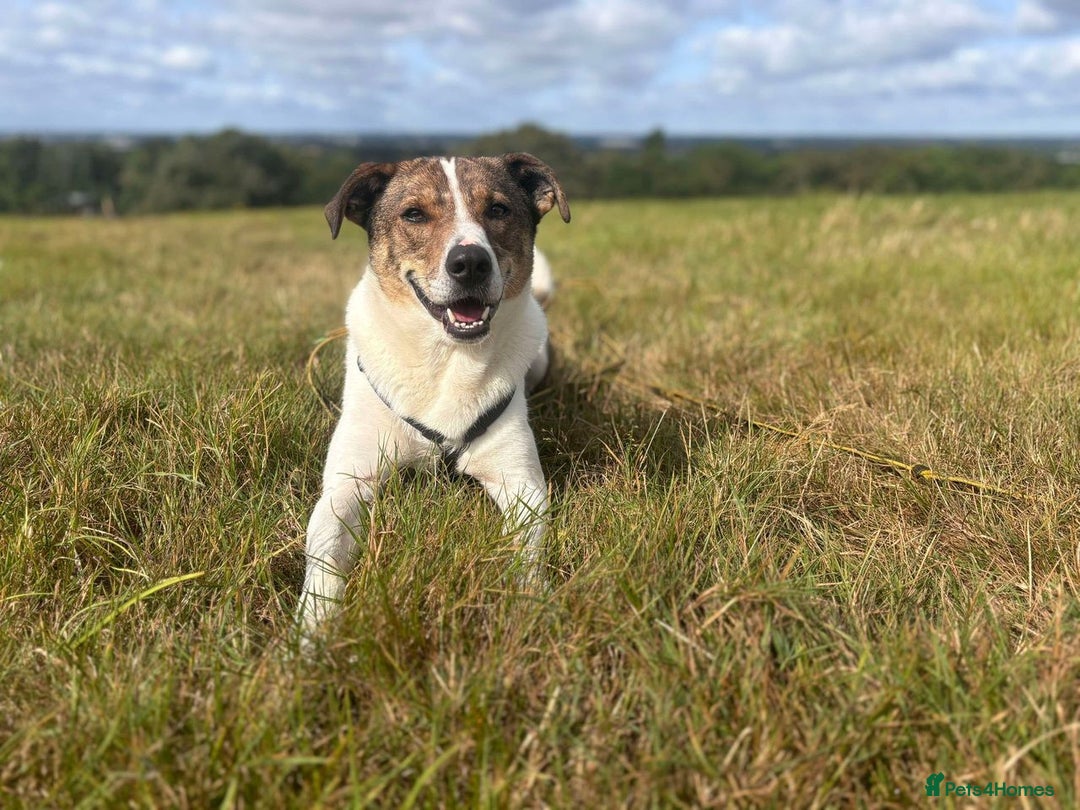 Mixed Breed dogs for adoption: Howie is looking for a home in Waltham Abbey - Advert 3