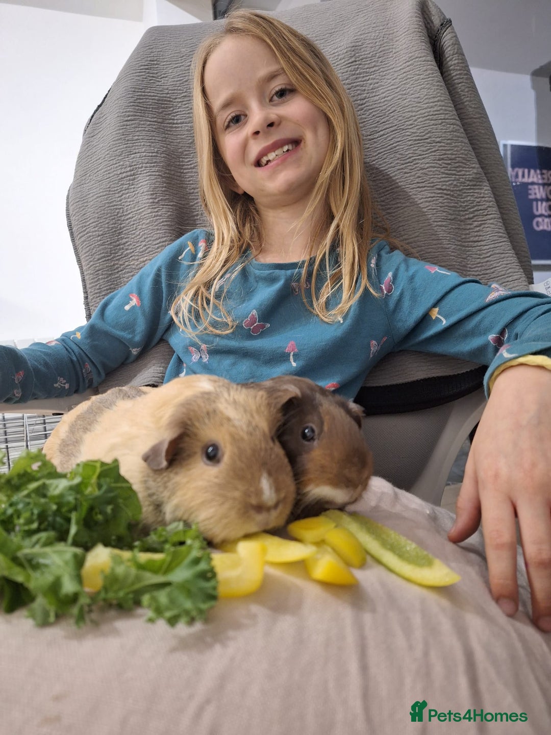 Guinea Pig rodents for sale: Two Gentle Female Guinea Pigs - Advert 2