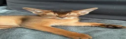 Abyssinian cats for sale: Abyssinian champion line kittens🏆 - Advert 2