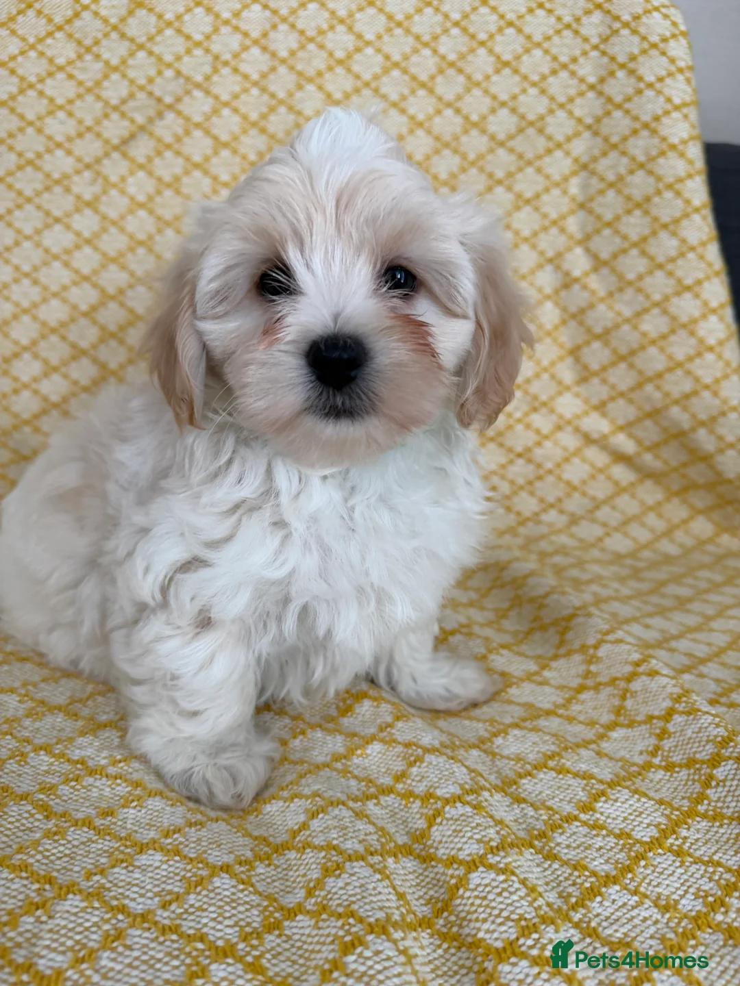 Maltipoo dogs for sale: Beautiful happy health tested Maltipoo fur babies  - Advert 22