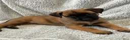 Mixed Breed dogs for sale: Dutch Herder X F1 Bull Herder puppies - Advert 15