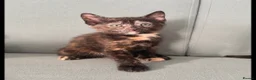 Mixed Breed cats for sale: 5 gorgeous kittens all female  - Advert 4