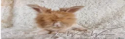 Angora rabbits for sale: FULLY VACCINATED ANGORA BROTHERS  - Advert 14