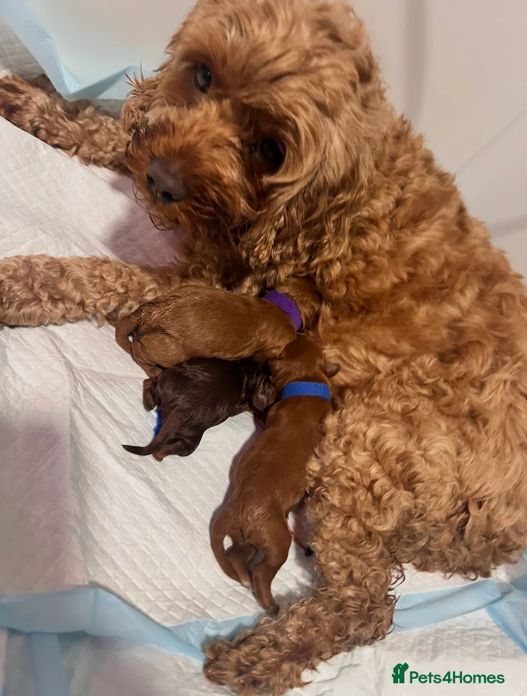 Cockapoo dogs for sale: 3 adorable Fox Red Fb2 cockapoos - Advert 1