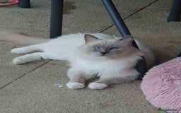 Ragdoll cats for sale: Unique patterned fluffy Ragdoll kittens - Image 31