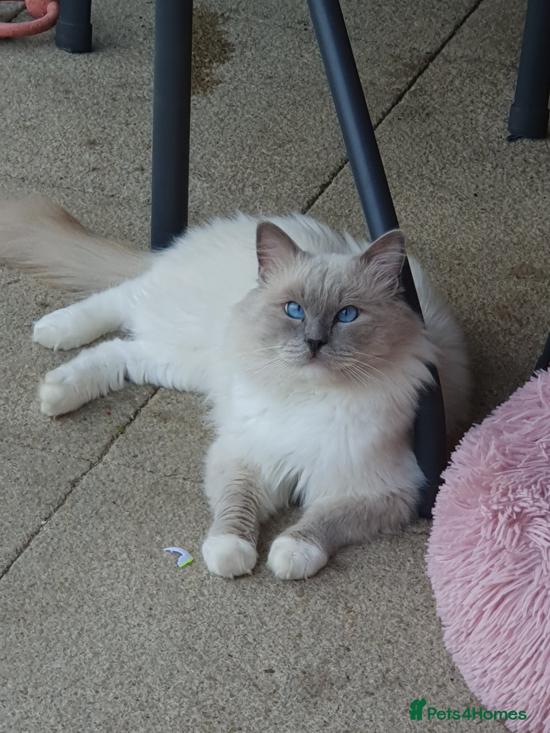 Ragdoll cats for sale: Unique patterned fluffy Ragdoll kittens - Image 31