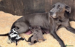 Great Dane dogs for sale: Puppy - Great Dane 5 months  - Image 6