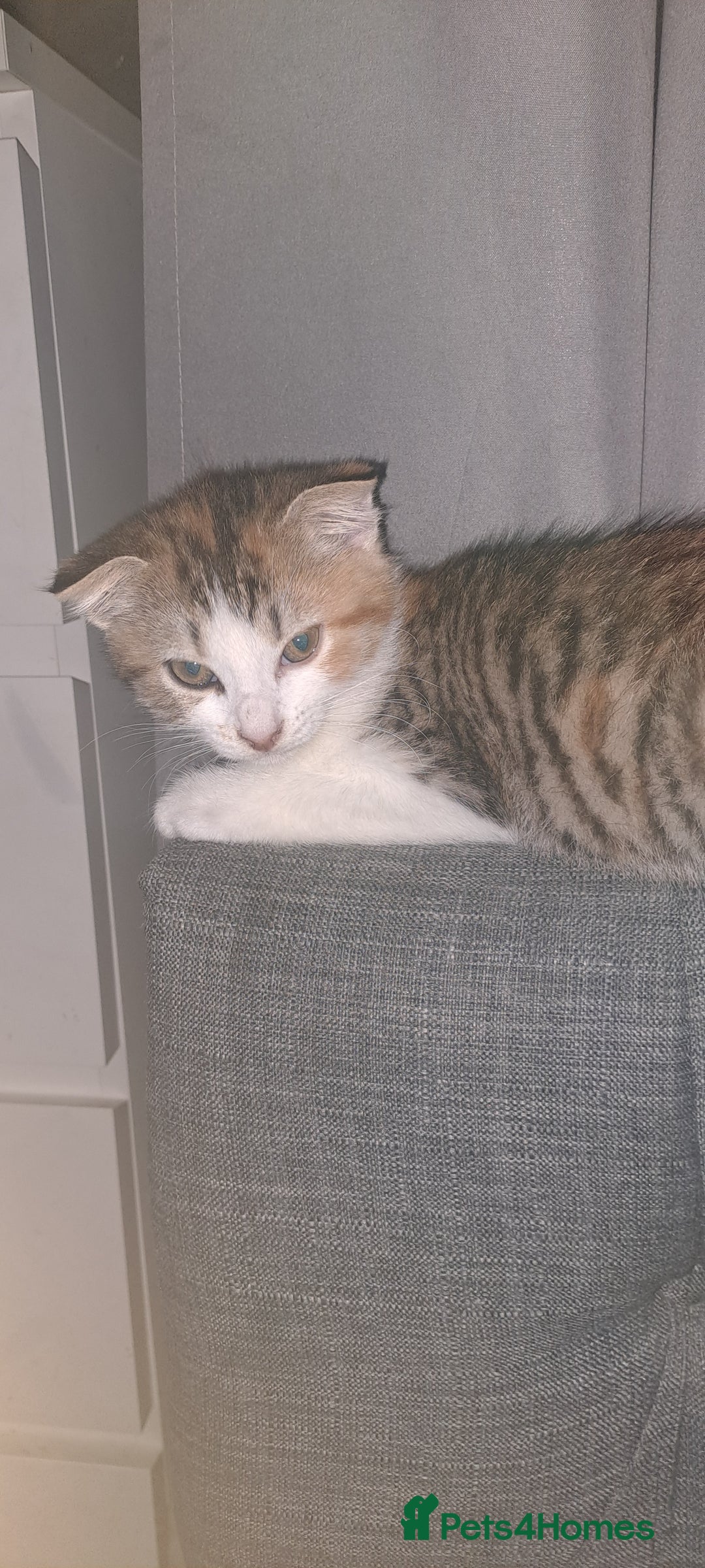 Mixed Breed cats for sale: Female - Image 6