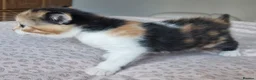 Exotic cats for sale: Exotic cross kitten for sale - Advert 4