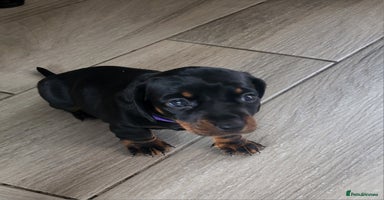 Miniature Dachshund dogs - Advert 13