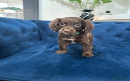 Cocker Spaniel dogs for sale: Beautiful litter of cocker spaniel pups 4 left  - Image 13