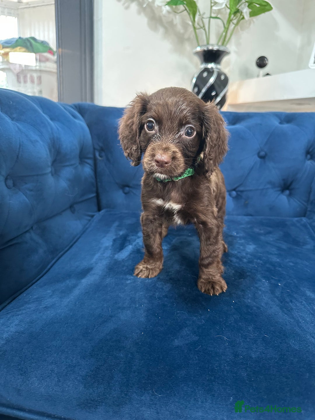 Cocker Spaniel dogs for sale: Beautiful litter of cocker spaniel pups 4 left  - Image 13