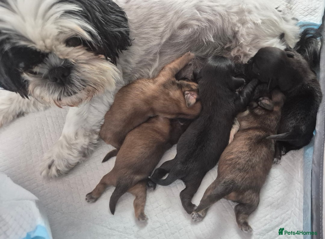 Shih Tzu dogs for sale: ✨ Beautiful Shih Tzu Puppies for Sale ✨ - Image 1