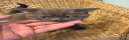 Scottish Fold cats for sale: Chocolate bear kittens  - Advert 2