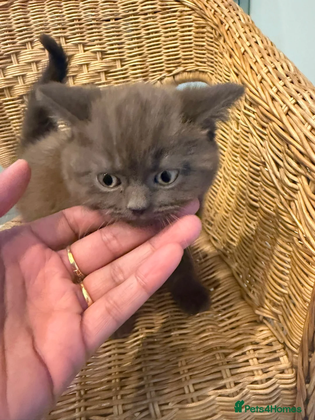 Scottish Fold cats for sale: Chocolate bear kittens  - Advert 2