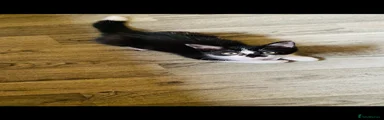 Domestic Shorthair 2
