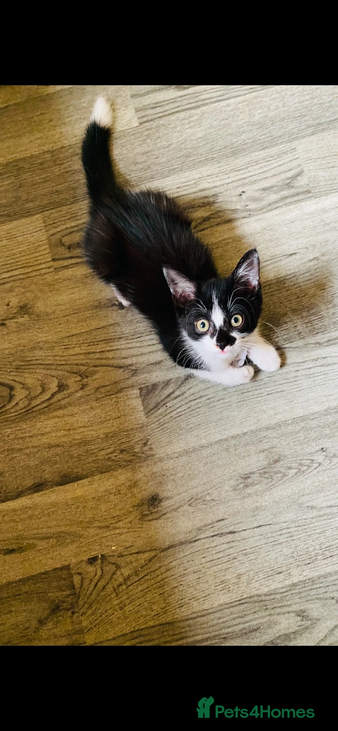 Domestic Shorthair cats for sale: Beautiful black and white kittens - Advert 2
