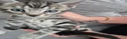 Mixed Breed cats for sale: Mixed bengal kittens - Advert 21