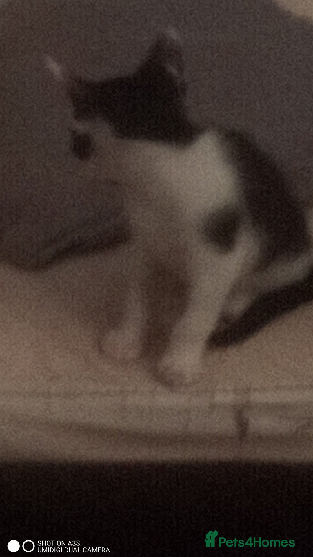 British Shorthair cats for sale: Adorable Black and white kittens - Image 11