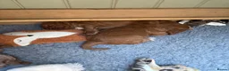 Field Spaniel dogs for sale: field spaniel  - Advert 7