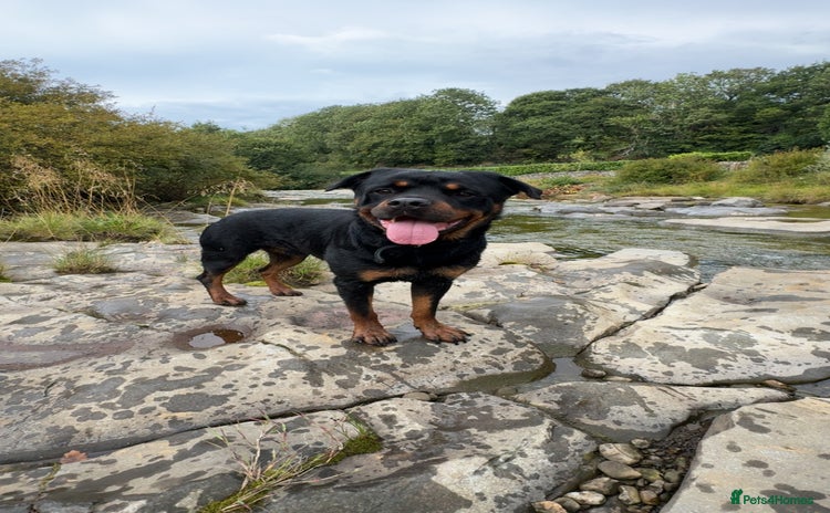 Rottweiler dogs - Advert 1