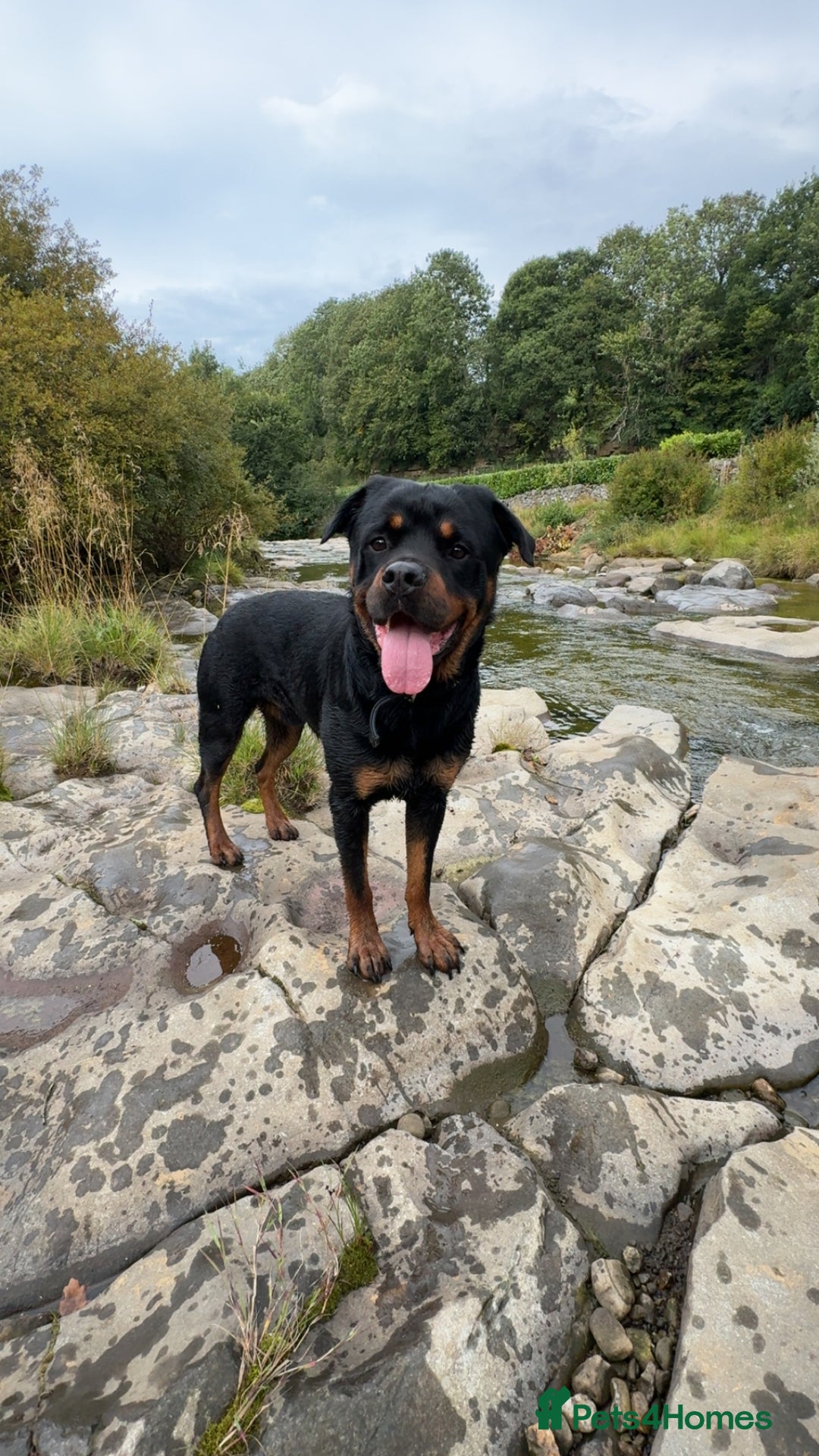 Rottweiler dogs for stud: Rocco - Image 1