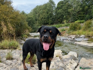 Rottweiler dogs - Advert 2