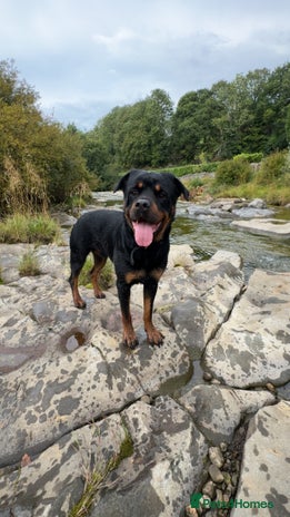 Rottweiler dogs - Advert 1