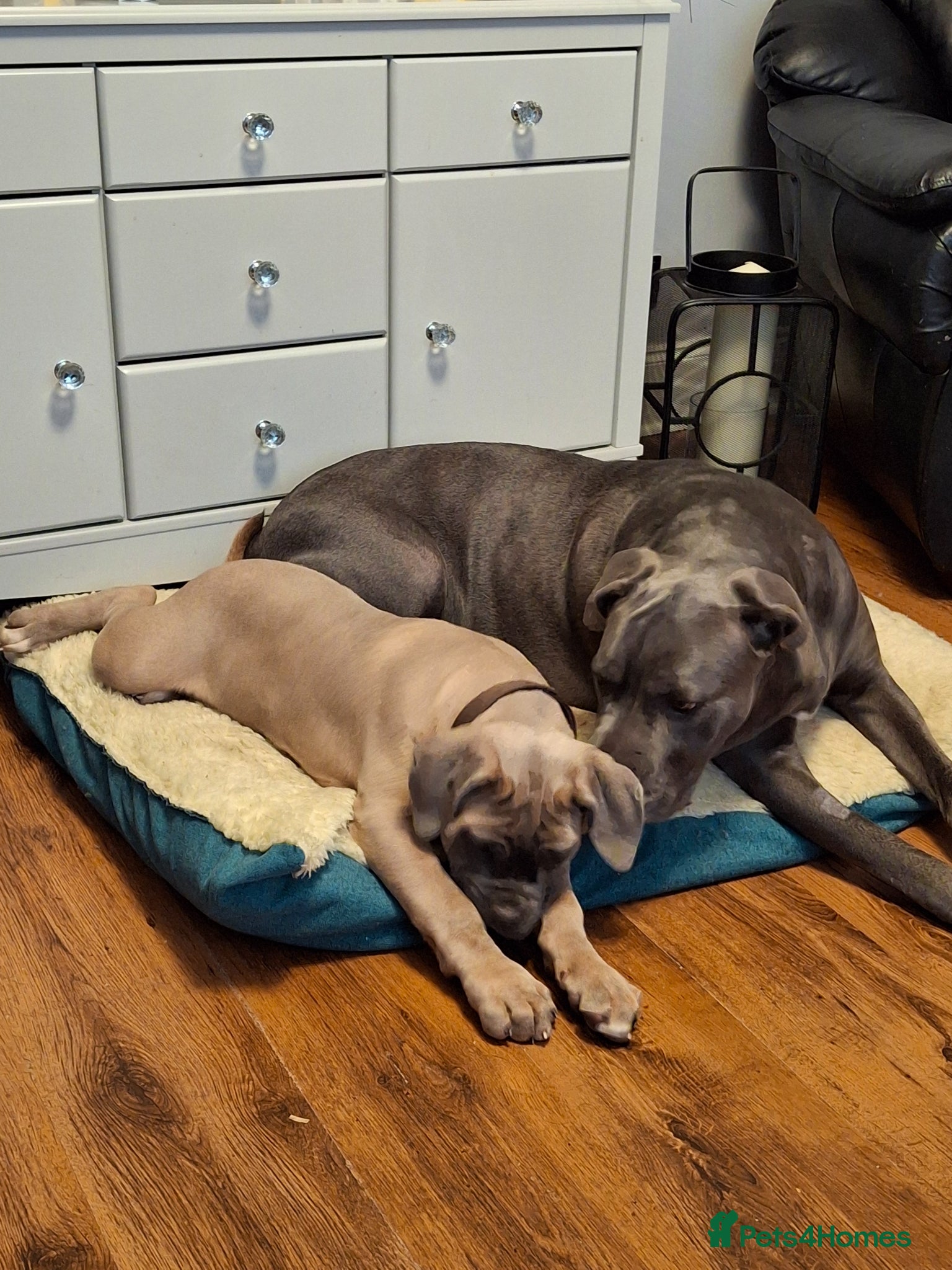 Cane Corso dogs Stunning ICCF Cane Corso Puppies - Advert 21