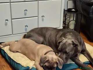 Cane Corso dogs Stunning ICCF Cane Corso Puppies - Advert 21