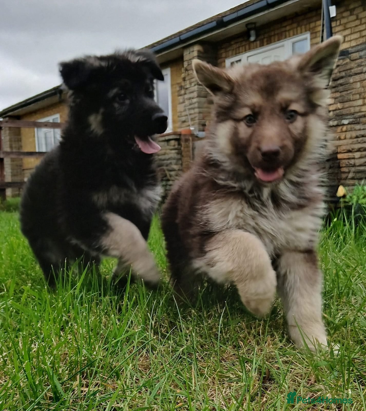 German Shepherd dogs GSD Rare Isabella puppies - Advert 1