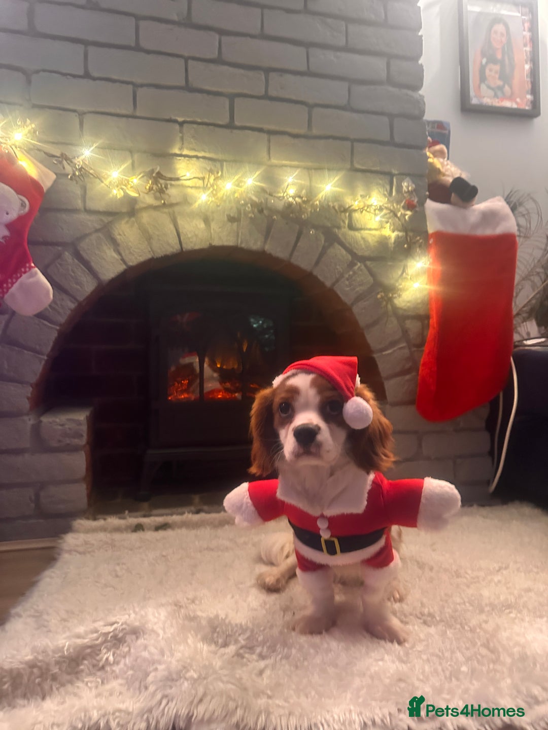 King Charles Spaniel dogs for sale: King Charles Spaniel Blehniem - Advert 3