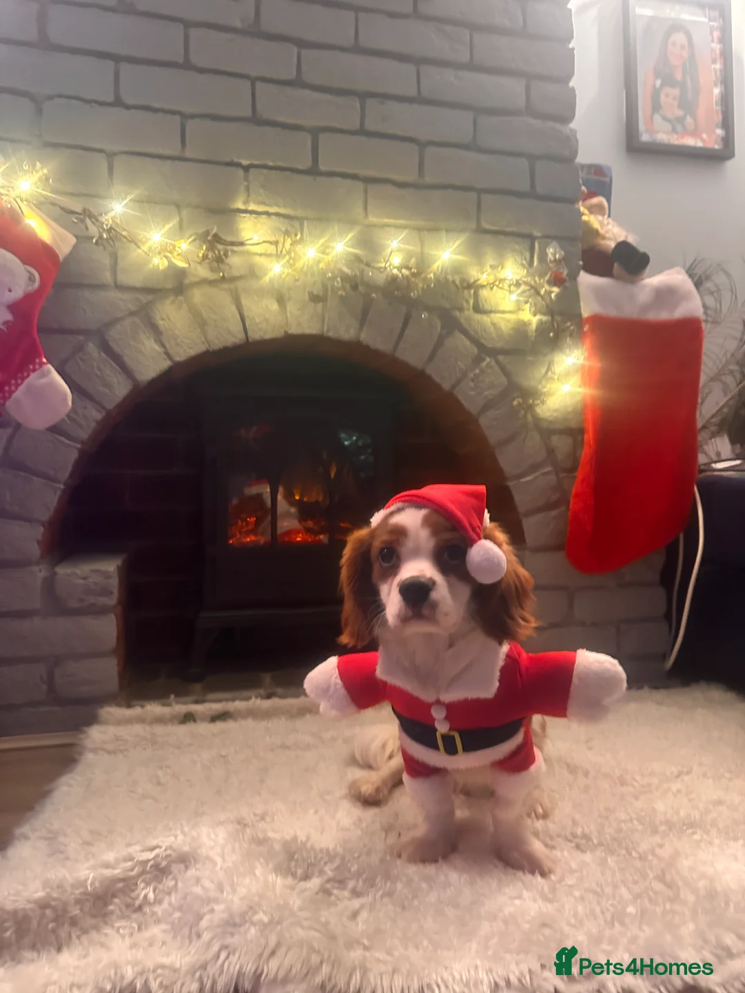 King Charles Spaniel dogs for sale: King Charles Spaniel Blehniem - Advert 3