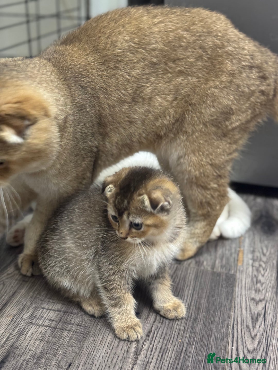 Scottish Fold cats for sale: Golden Scottish fold  - Image 6
