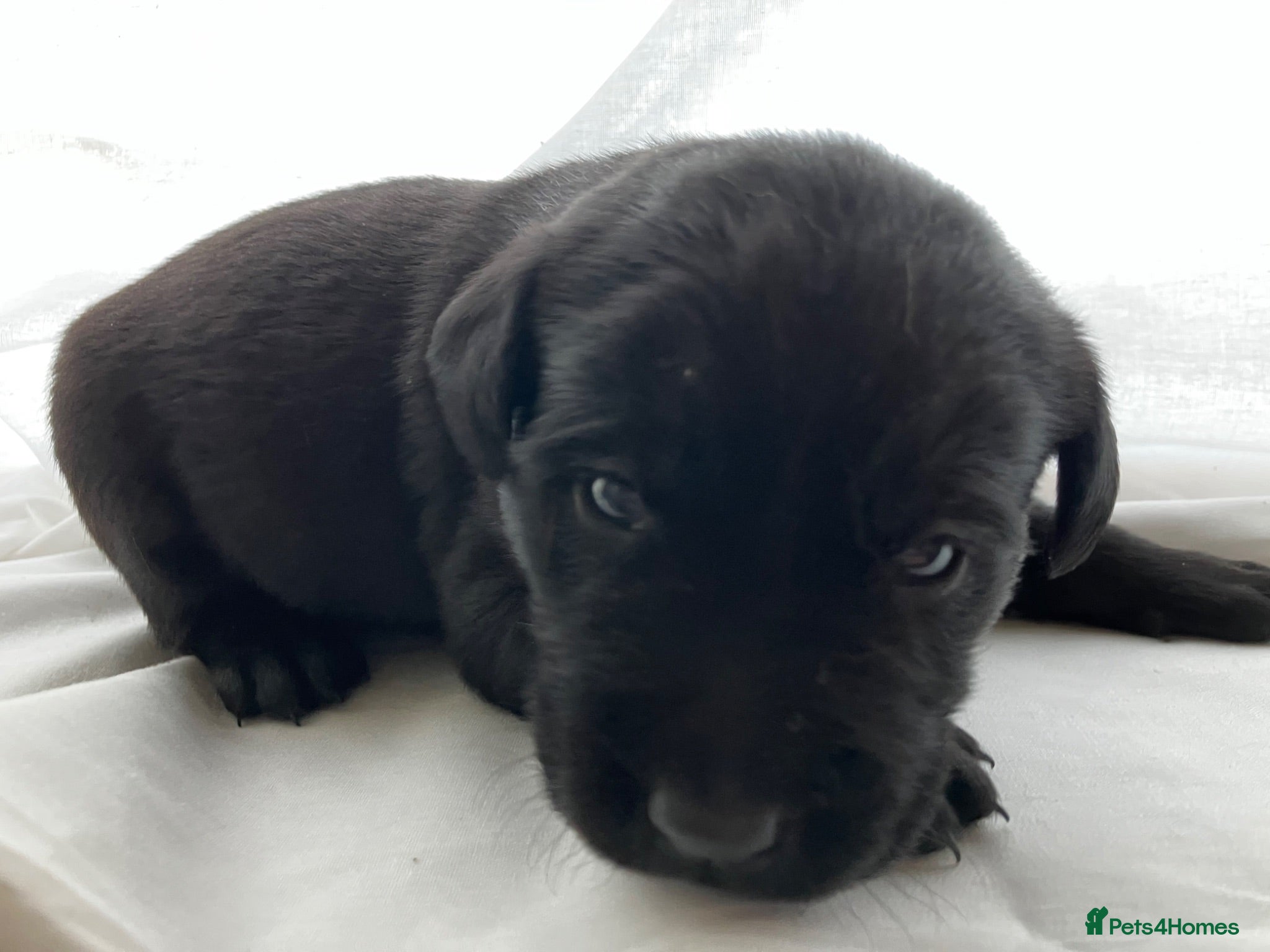 Labrador Retriever dogs Quality bred, cared for puppies. Pick of girls - Advert 2