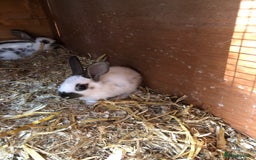 English Spot rabbits for sale: Baby English spot rabbits  in Wickford - Image 5