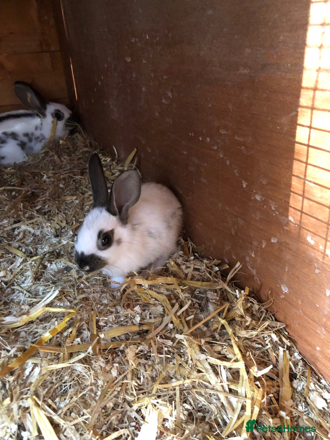 English Spot rabbits for sale: Baby English spot rabbits  in Wickford - Image 5