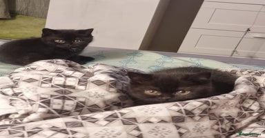 British Shorthair cats Blue & Black BSH Kittens Healthy GCCF Pedigree - Advert 13