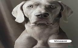 Weimaraner dogs for sale: Exceptional litter of Weimaraner puppies  - Image 38