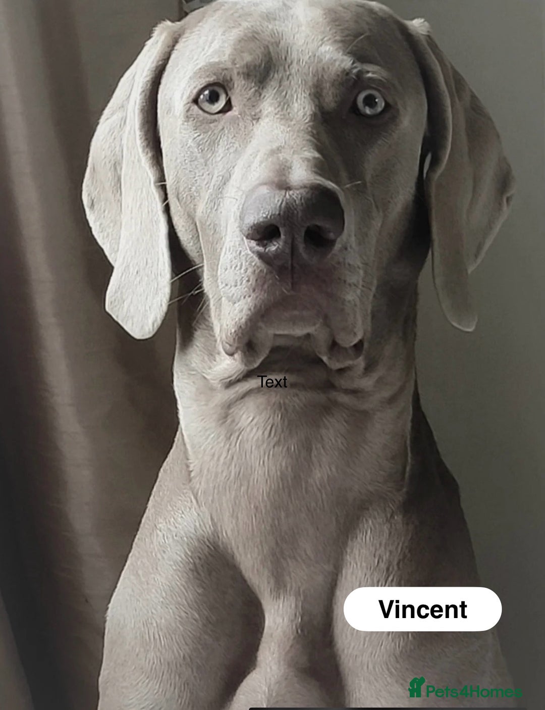 Weimaraner dogs for sale: Exceptional litter of Weimaraner puppies  - Image 38