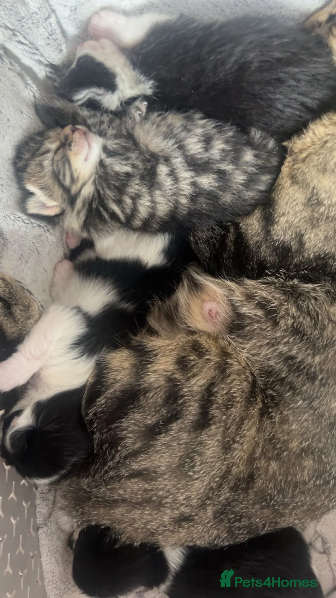 Ragdoll cats for sale: Bengal x Ragdoll kittens  - Advert 1