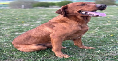 Labrador Retriever dogs in Devizes - Advert 9