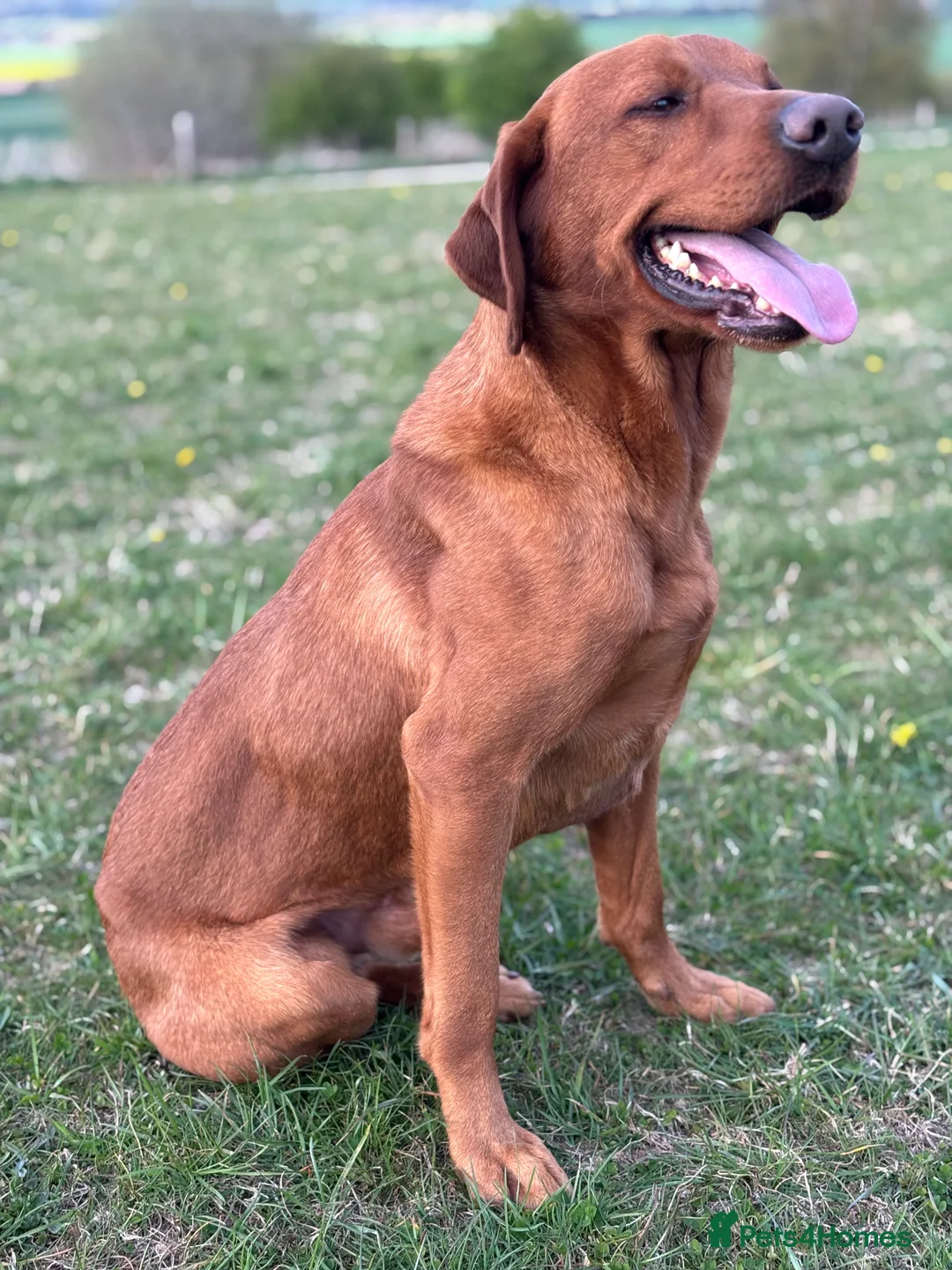 Labrador Retriever dogs for stud: Ozzy-proven health tested stud in Devizes - Advert 1