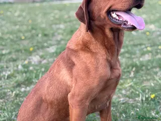 Labrador Retriever dogs Ozzy-proven health tested stud in Devizes - Advert 8