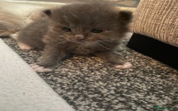 Mixed Breed cats for sale: Beautiful half ragdoll kittens - Image 4
