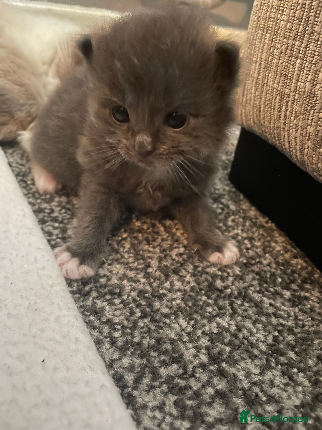 Mixed Breed cats for sale: Beautiful half ragdoll kittens - Image 4
