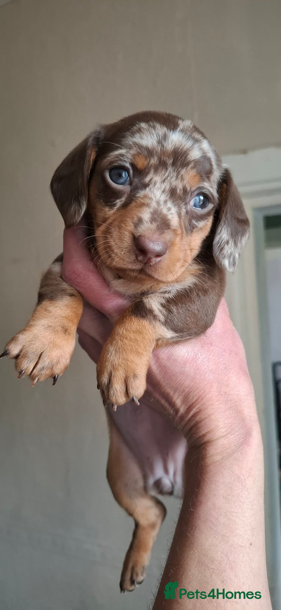 Dachshund dogs Beautiful litter of 9 standard dachshunds 🐾 - Advert 18