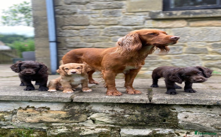 Cocker Spaniel dogs - Advert 15
